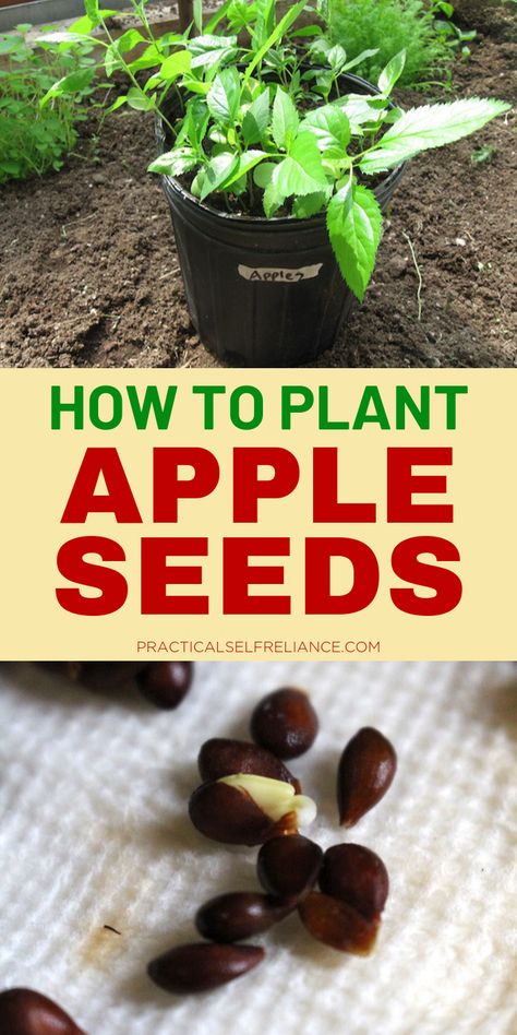 How To Grow Apples From Seeds, Grow Apples From Seed, How To Plant Apple Seeds From Apples, Plant Apple Seeds, Saving Seeds From Vegetables, Grow An Apple Tree From Seed, Growing Apple Trees, Apple Tree From Seed, Plantarea Legumelor