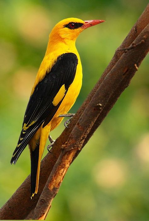 Indian Golden Oriole Eurasian Golden Oriole, Golden Oriole, Indian Subcontinent, Different Birds, Genesis 1, Most Beautiful Birds, Kinds Of Birds, Matthew 6, Nature Birds