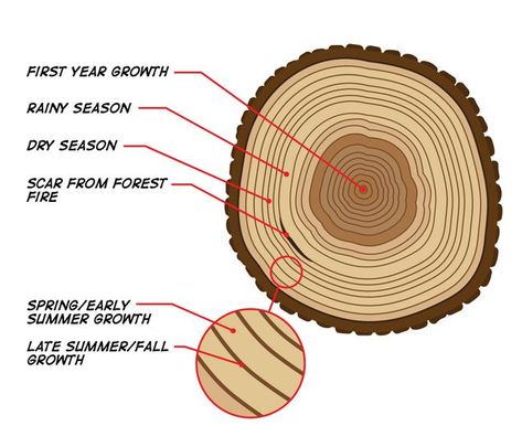 tree ring diagram Tree Identification, Tree Study, City Planner, Plant Science, Tree Rings, Vital Signs, Forest School, Wood Carving Tools, Forest Fire