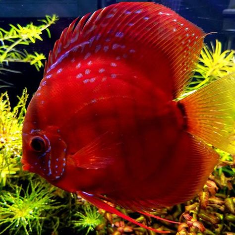 Red Discus Fish For Sale Online | Jack Wattley Discus Discus Fish For Sale, Discus Tank, Red Ninja, Discus Aquarium, Ocean Plants, Betta Aquarium, Tropical Fish Tanks, Tropical Freshwater Fish, Fauna Marina