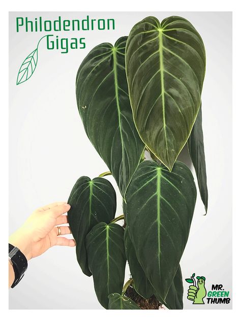 Philodendron Grazielae, Philodendron Types, Philodendron Gigas, Plant Silhouette, Philodendron Care, Anthurium Plant, Plant Names, Dream Plants, Plant Wishlist