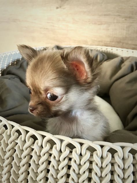 Baby Chichi Tea Cup Tea Cup Chihuahua, Pictures Of Chihuahuas, To My Future Husband, Puppy Wallpaper, Chihuahua Puppy, Dream Dog, Chihuahua Puppies, Cute Little Things