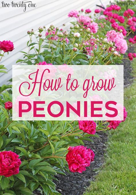 GROWING Flowers In Front Of Bushes, Peony In Landscaping, Peony Plant Care, Peonies Along Fence, Peony Flower Bed Ideas, Peonies In Landscaping, Plant Peony Bulbs, Peonies Garden Flower Beds, Peony Flower Bed