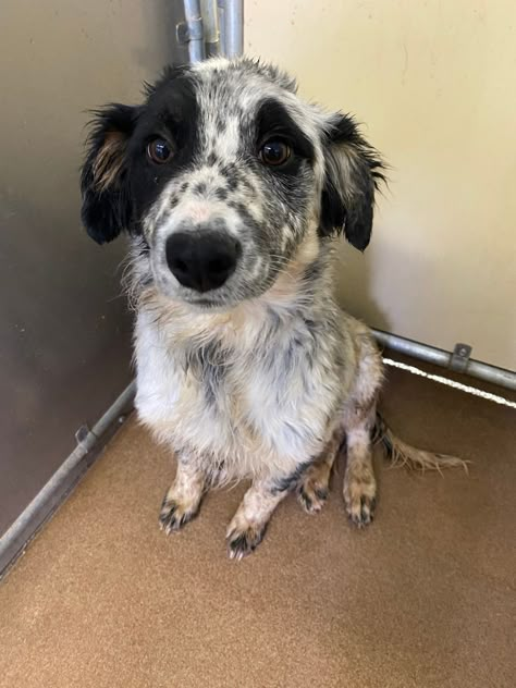 Anatolian Shepherd Puppies, Mixed Dogs, Adopted Dog, Funny Puppies, Anatolian Shepherd, Help Animals, Australian Cattle Dog Blue Heeler, Rescue Animals, Emo Kid