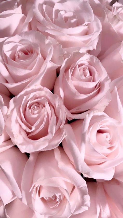 pink roses Pink Roses Background, Pink Core, Aesthetic Rose, Rose Aesthetic, Tout Rose, Pink Flowers Wallpaper, Pretty Wallpapers Tumblr, Aesthetic Roses, Girlie Girl