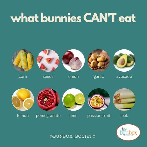 Whether you are a pet mom or a child mom, the first question you ask yourself every morning is, “What should I feed them today?” Here are some nutritious ideas for feeding your bunnies. Feeding your bunnies a balanced diet is essential for their health and well-being. Here are some nutritious options: 1. Hay. The primary component of a bunny’s diet should be high-quality hay, such as timothy, orchard grass, or oat hay. It provides the necessary fiber for their digestive system. 2. Fresh V... Bunny Diet, Bunny Tips, Rabbit Farming, Bunny Food, Pet Rabbit Care, Rabbit Farm, Bunny Stuff, Rabbit Breeds, Bunny Care