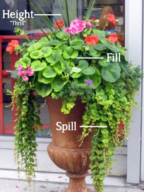 Height Spill Fill Container Gardening The Simple Formula for a Beautiful Container Garden Container Garden Design, Mixed Flowers, Container Gardening Flowers, Have Inspiration, Garden Containers, Annual Flowers, Container Garden, Container Flowers, Landscape Ideas