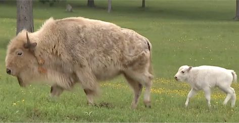 Turns Out That Rare White Bison Calf At Yellowstone Fulfilled An Ancient Native American Prophecy Native American Prophecies, White Bison, American Bison, Art Studies, Nativity, Native American, Turn Ons, Animals, White