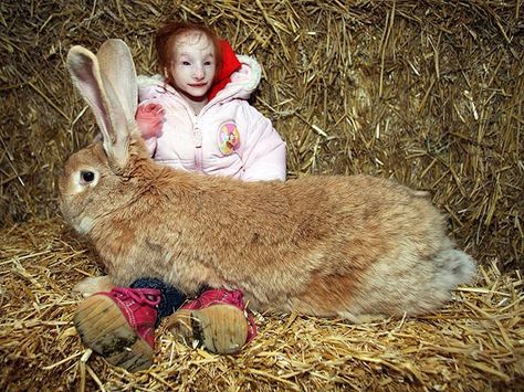 cool Smallest girl in the world holding a huge rabbit Check more at http://weirdhood.com/bizarre-oddities/wtf-items-day-september-25-2014/ Giant Rabbits, Giant Rabbit, Giant Bunny, Rabbit Eating, Doraemon Cartoon, Shetland Pony, Group Therapy, Old Shows, Pet Rabbit