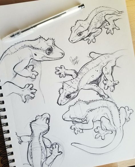 Crested gecko Animal Drawings Sketches, Crested Gecko, Animal Sketches, Arte Animal, Lizards, Sketchbook Art Inspiration, Art Drawings Sketches Simple, Cool Art Drawings, Art Inspiration Drawing