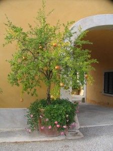 Fruit Tree Garden, Pomegranate Tree, Garden Containers, Potted Trees, Olive Trees, Rolling Hills, Veggie Garden, Landscape Architect, Front Garden