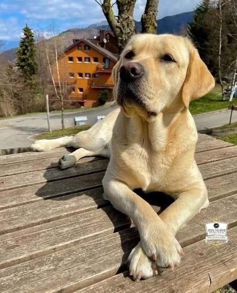 Yellow Labrador Retriever Aesthetic, Labrador Retriever Yellow, Blond Labrador, Golden Labrador Puppy, Happy Labrador, Golden Labrador Puppies, Labrador Yellow, Yellow Lab Puppy, Lab Retriever