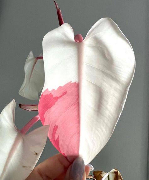 Philodendron Leaf, Pink Princess Philodendron, Philodendron White Princess, Princess Philodendron, Plant Goals, Plants Are Friends, Balcony Plants, Inside Plants, Pink Plant