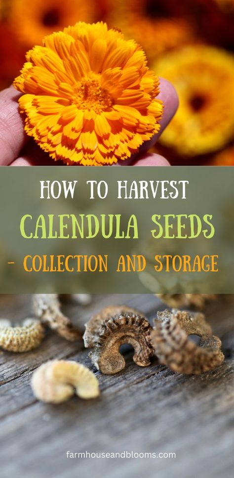 two pictures, one of a bright orange calendula flower, and one of curled calendula seeds Harvesting Calendula, Calendula Seeds, Raised Veggie Gardens, Garden Prepping, Medicinal Herbs Garden, Medicinal Tea, Harvesting Herbs, Edible Seeds, Garden Plans