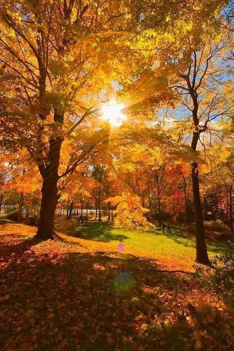 Sunny Autumn Aesthetic, Bright Fall Aesthetic, Season Images, Sunny Autumn, Autumn Breeze, Fall Beauty, Autumn Park, Autumn Scenes, Autumn Scenery