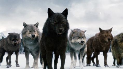 Twilight wolves - the only good thing about the twilight saga! and I wish they were real, I would want one as a big fluffy pet! :) Twilight Wolf Pack, Twilight Jacob, Twilight Wolf, Twilight Breaking Dawn, Wolf Photos, Wolf Spirit Animal, Wolf Wallpaper, Wolf Love, Twilight Movie