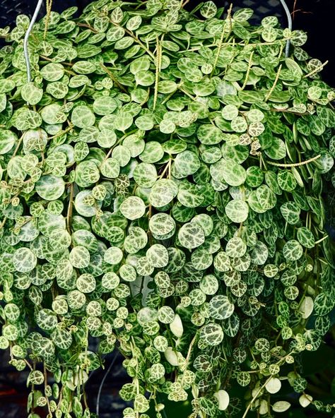 One of my favorite succulents - String of Turtles or Peperomia Prostrata 🐢 Get yours today in a 6” pot at @plant_vault 🪴 #stringofturtles #stringofturtlesplant #peperomiaprostrata #succulentsforsale #succulentlover String Of Turtles, Peperomia Ginny, Peperomia Scandens Variegata, Peperomia Rotundifolia, Red Log Peperomia, Encinitas California, Ruby Cascade Peperomia, Succulents For Sale, Vaulting