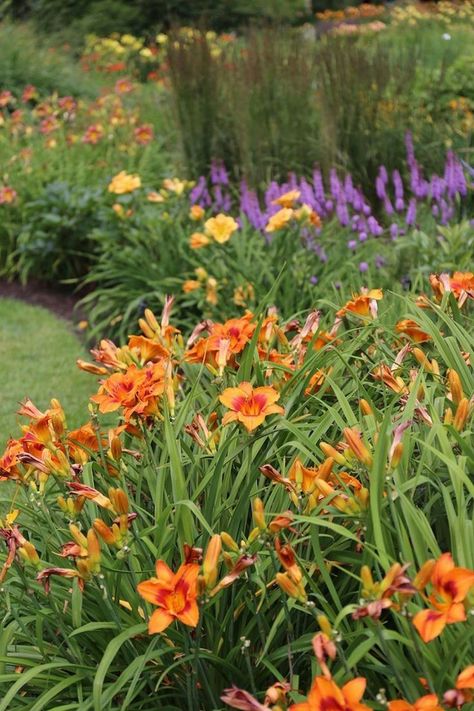 Day Lilies Landscaping, Septic Mound Landscaping, Longfield Gardens, Daylily Garden, North Garden, Flower Colour, Backyard Plants, Garden Hacks, Day Lilies