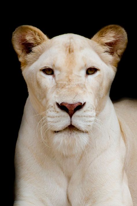 Discover the enchanting allure of white lions and lionesses in their purest form. These magnificent creatures embody both strength and grace, standing as symbols of nature's unparalleled beauty. Explore their captivating presence in the wild, their mesmerizing features, and the extraordinary stories that make them truly unique. 🌟 #WhiteLions #LionessLove #WildlifeWonders White Lioness, Albino Lion, Lion Wallpaper Iphone, Female Lion, Lion And Lioness, Lion Wallpaper, White Lion, Cute Love Pictures, Cute Love