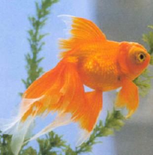 Orange butterfly tail goldfish Gold Fish Aesthetic, Fish Aesthetic, Fantail Goldfish, Pet Goldfish, Goldfish Pond, Orange Fish, Golden Fish, Fish Drawings, Pet Fish