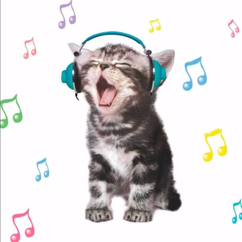 Keith Kimberlin, Cat With Headphones, Cat Headphones, Cat Obsession, Cool Tech Gadgets Electronics, Cats Pictures, Gadgets Technology Awesome, Cool Electronics, Silly Cats Pictures