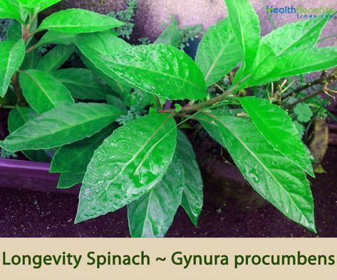 Longevity Spinach facts and health benefits Asian Spinach, Longevity Spinach, Normal Blood Sugar Levels, Vegetable Supports, Glucose Tolerance Test, Sweet Potato Leaves, Health Notes, Normal Blood Sugar, Plant People