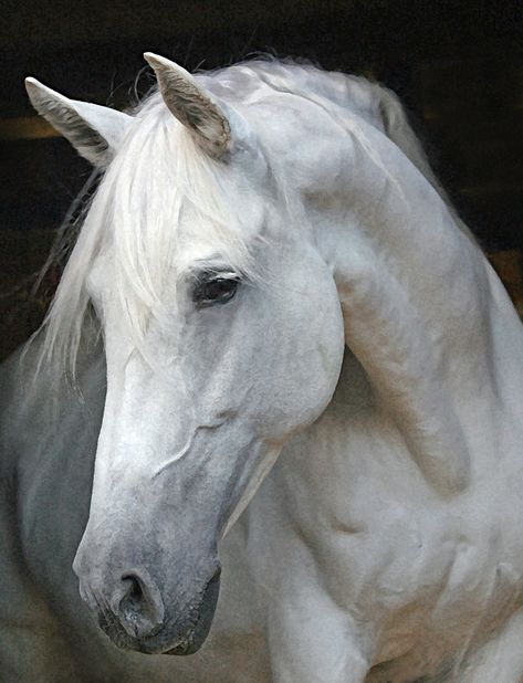 Horse Face Profile | The Windflower Weekly: Tica, My Andalusian Mare Goes For Broke ... Cai Arabi, Gorgeous Horses, Andalusian Horse, Most Beautiful Horses, Horse Face, Grey Horse, Horse Portrait, All The Pretty Horses, Horse Drawings