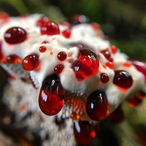 bleeding tooth fungi by @bean_mama Fungi Reference, Slime Mold, Mount Baker, Micro Photography, Mushroom Pictures, Slime Mould, Mushroom Fungi, Wild Mushrooms, Beautiful Dark Art