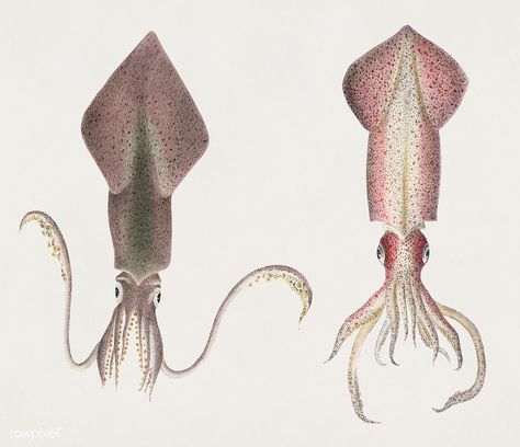 Glass squid and Longfin inshore squid  illustration from Zoology of New york (1842 - 1844) by James Ellsworth De Kay (1792-1851). Public Domain | Birds Colossal Squid, Seashell Illustration, Surfboard Painting, Shark Illustration, Halloween Flash, Good Illustration, Free Illustration Images, Black And White Canvas, Zoology