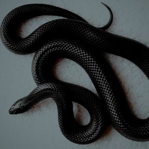 Aesthetic Art Love, Pretty Snakes, Snake Wallpaper, Devils Night, Venus Fashion, Cute Reptiles, Cute Snake, Beautiful Snakes, Snake Art