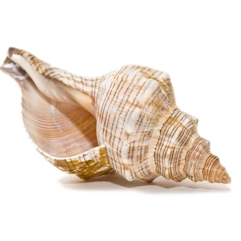 Sea Animal Reference Photos, Sea Shell Reference, Shell Png, Shuffle Cutouts, Shell Photo, Textiles Gcse, Seashells Photography, Organic Art, Watercolour Inspiration