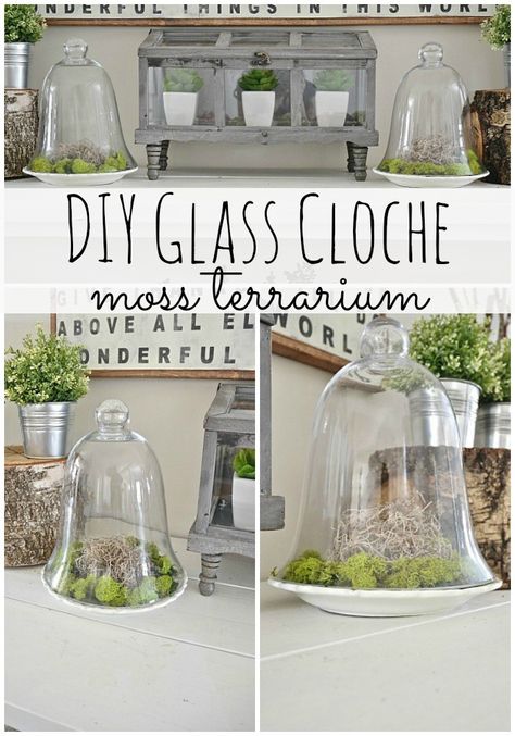 DIY Glass Cloche Moss Terrarium - So simple & a great way to bring greenery into your home! Awesome for spring & summer. A must pin for sure... Cloche Ideas, Diy Moss, Gardening Indoors, Spring House, Liz Marie Blog, Moss Terrarium, Glass Cloche, Terrarium Diy, Terraria