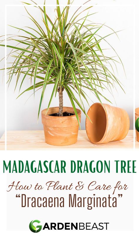 Dracaena Marginata is an exotic evergreen plant, most commonly known as Madagascar Dragon Tree or Dragon Plant. The plant’s long leaves and thick trunk give it a palm-like appearance, but the Dragon Tree has no relation to the Palm Tree. In fact, it is more closely related to the lily | madagascar dragon tree plant care | madagascar dragon tree houseplant | madagascar dragon tree propagation | houseplant care #madagascardragontreeplant #indoortrees Dragon Tree Plant, Tree Propagation, Dragon Plant, Tree Houseplant, Madagascar Palm, Madagascar Dragon Tree, Dracaena Marginata, Houseplant Care, Dragon Tree