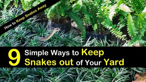 Learn how to make snake repellent using essential oils and other simple ingredients you can find in your house. Learn how to get rid of snakes and keep gardens and yards snake free all summer long. #keepsnakesaway #snakes #DIYsnakerepellents Snake Repellant, Garden Snakes, Garden Bugs, Garden Pest Control, Healthy Lawn, Better Homes And Garden, Garden Guide, Room With Plants, Garden Pests