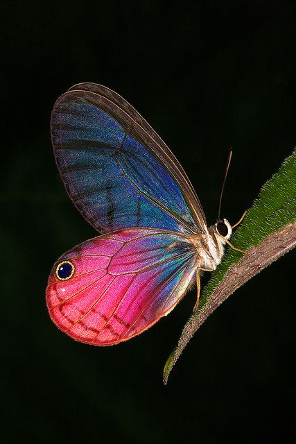 Pink Glass-wing Butterfly: Cithaerias aurorina - inhabits Northern Amazonia: Columbia, Equador, Bolivia. Glasswing Butterfly, Papillon Butterfly, Moth Caterpillar, Bird Photos, Butterfly Photos, Beautiful Bugs, Flying Insects, Butterfly Pictures, Butterfly Kisses