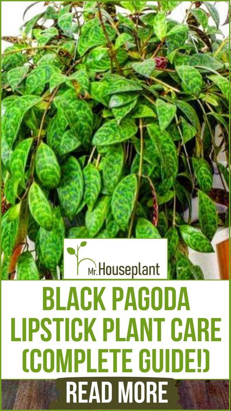 Beautiful Black Pagoda Lipstick Plant with its green leaves. Lipstick Plant Care, Black Pagoda Lipstick Plant, Lipstick Plant, Plant Care Houseplant, Plant Parent, Indoor Plant Care, House Plant Care, Happy And Healthy, Propagating Plants