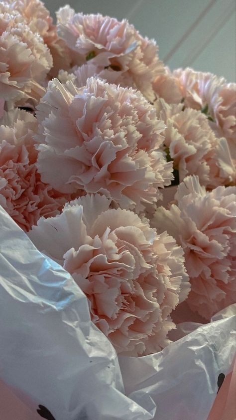 Carnation Bouquet, Boquette Flowers, Pink Carnations, Carnation Flower, Nothing But Flowers, Flower Therapy, Beautiful Bouquet Of Flowers, Luxury Flowers, A Question