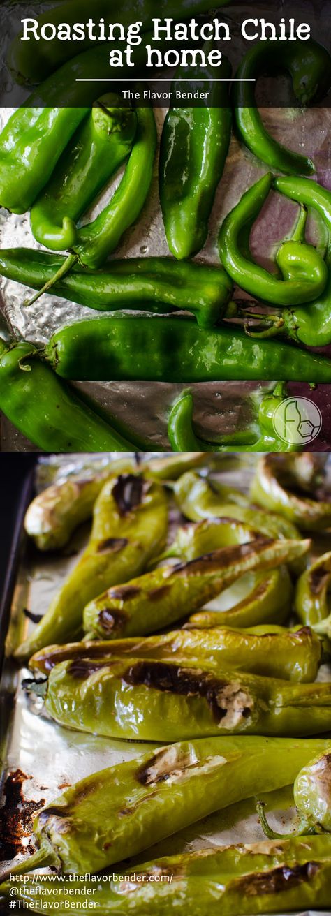 Hatch Chili Peppers, Hatch Green Chili Recipe, Hatch Chilies, Hatch Chili Recipes, Hatch Peppers, Hatch Chile Recipes, Roasted Green Chili, Hatch Green Chili, Green Chile Recipes