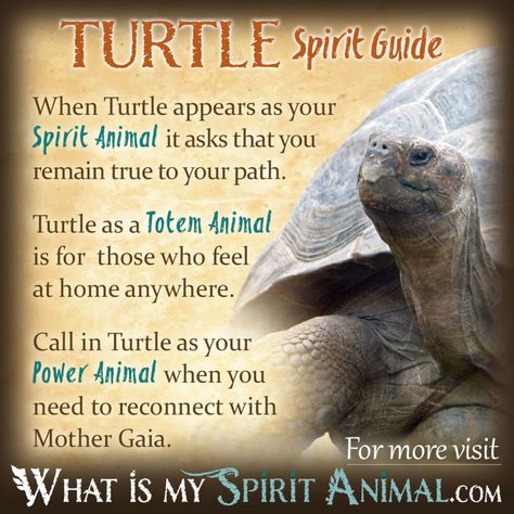 Turtle Symbolism & Meaning | Spirit, Totem & Power Animal Turtle Medicine, What Is My Spirit Animal, Turtle Spirit Animal, Turtle Symbolism, Animal Totem Spirit Guides, Spirit Animal Quiz, Symbolism Meaning, Spirit Animal Meaning, Totem Animals