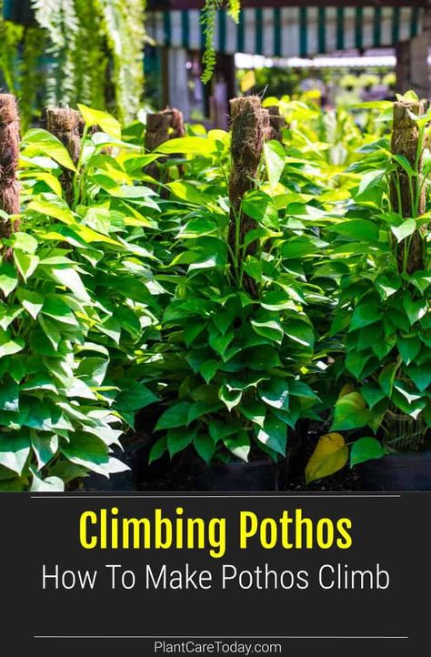 Climbing Pothos: How To Make Pothos Climb Large Pothos Plant, Climbing Pothos Indoor, Climbing Pothos, Pothos Trellis, Pothos Climbing Ideas, Pathos Plant, Indoor Climbing Plants, Pothos Vine, Small Trellis