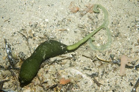 Metabonellia haswelli. -Green Spoon Worm with  shape proboscis extended  Green Spoon Worms bury in the sediment or between rocks on reefs and extend their long tongue (proboscis) onto the reef above to feed, waiting for particles to fall onto it. Sea Life, Green