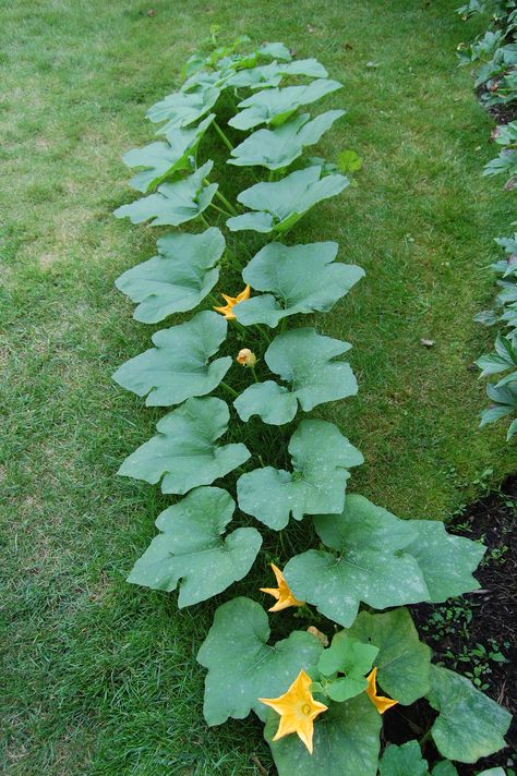 growing pumpkins Pumpkin Garden Ideas, Growing Pumpkin, Pumpkin Trellis, Pumpkin Plants, Pumpkin Plant, Cucumber Gardening, Planting Pumpkins, Pumpkin Garden, Pinterest Garden