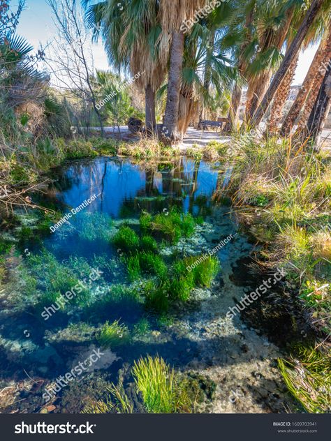 USA, Nevada, Clark County, Warm Springs Natural Area. Refuge Stream Spring named because it flows into Moapa Valley National Wildlife Refuge. #Ad , #spon, #Springs#Warm#Area#Natural Warm Springs, Clark County, Business Icons, Business Icons Design, Icons Design, Nevada, Springs, Royalty Free Stock Photos, Stock Images