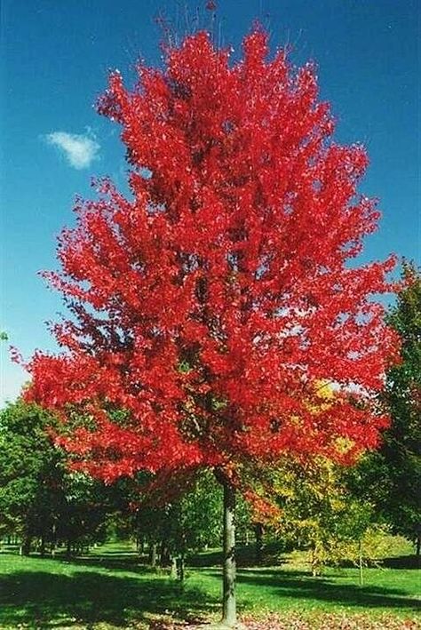 Colorado Homestead, Maple Tree Landscape, Colorado Gardening, Autumn Blaze Maple, Plant Reference, Acer Rubrum, Plant Types, Landscape Layout, Red Maple Tree