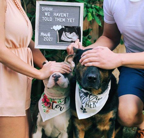 Second Dog Announcement, Pet Gender Reveal, Baby Announcement Dog, Baby Announcements With Dogs, Baby Announcement Photoshoot With Dogs, Baby Announcement With Dogs, Baby Announcement With Dog, 1st Baby Announcement, Baby Announcing Ideas With Dog