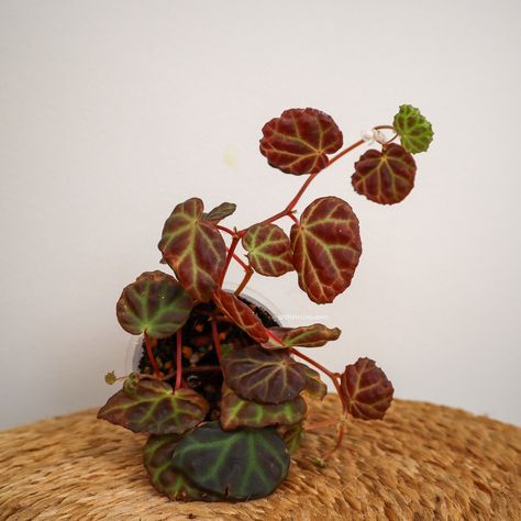 Another morning, another Begonia! very different from the one I showed you yesterday, check out those amazing bumps and bright green veins!!! This one even has a teeny tiny bloom! Presenting my Begonia dracopelta x sarawak. Once gain Kate from @habit_plants brings the goods!!! #Begonia #begoniadracopeltaxsarawak Green Veins, Bright Green, The One, Bring It On, Queen, Plants, Green, Instagram