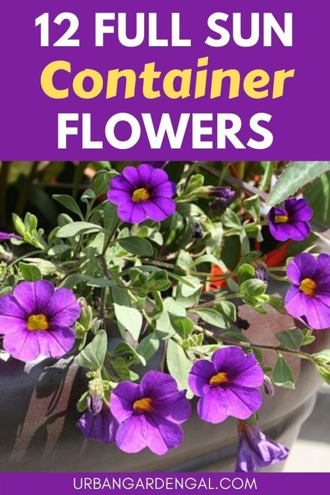 Flower Planter Ideas Outdoor Full Sun, Patio Container Gardening Ideas Full Sun, Sunny Flower Pot Ideas, Patio Pots Ideas Planters Full Sun, Flower Pot Arrangements Full Sun Container Plants, Flower Pot Arrangements Outdoor Full Sun, Full Sun Container Ideas, Flower Pot Arrangements Outdoor, Mini Balcony Ideas