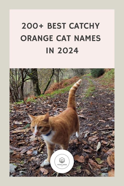 200+ Best Catchy Orange Cat Names in 2024 Orange Cat Names, Orange Kitten, Best Names, Orange Kittens, Pippi Longstocking, Orange Tabby Cats, Orange Cats, Ginger Cats, Cat Names