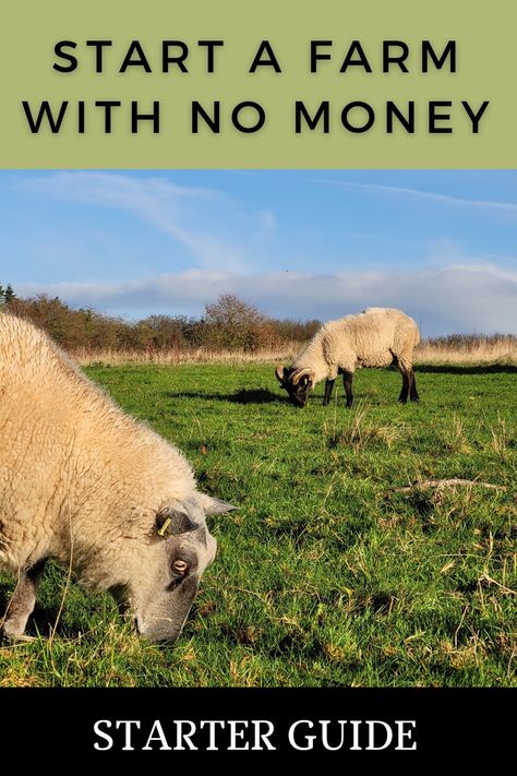 A starter guide to starting a farm with no money. Featuring beautiful sheep against sunny, blue skies. How To Keep Chickens, Starter Ideas, Starting A Farm, Farming Ideas, No Money, Rustic Home, Rustic Home Decor, Rabbits, Art Ideas