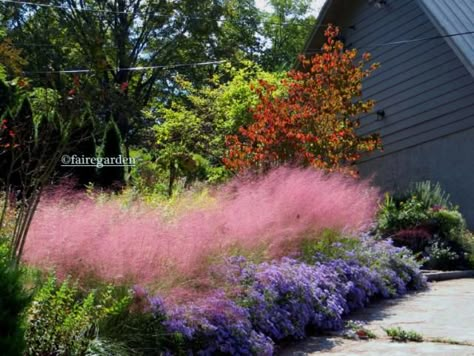 Pink muhly grass and Aster 'October Skies'-Fairegarden Sedum Autumn Joy, Muhlenbergia Capillaris, Pink Muhly, Pink Grass, Fountain Grass, Ornamental Grass, Grasses Landscaping, Grasses Garden, Garden Oasis